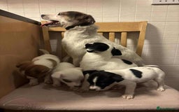 Jack Russell dogs for sale: jack russell pups - Image 2