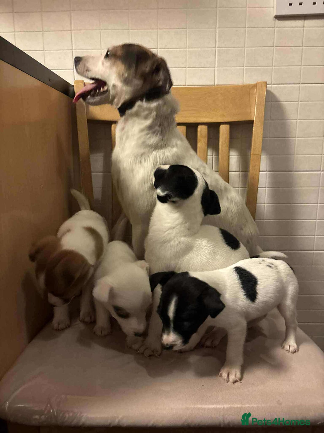 Jack Russell dogs for sale: jack russell pups - Image 2