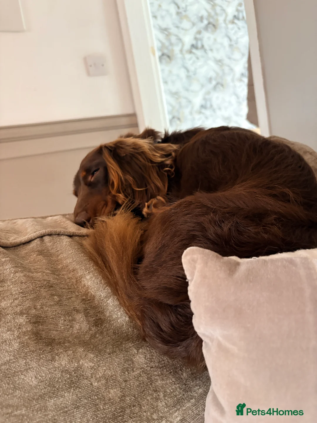 Dachshund dogs for sale: Long Haired Dachshund in Whitchurch - Advert 4