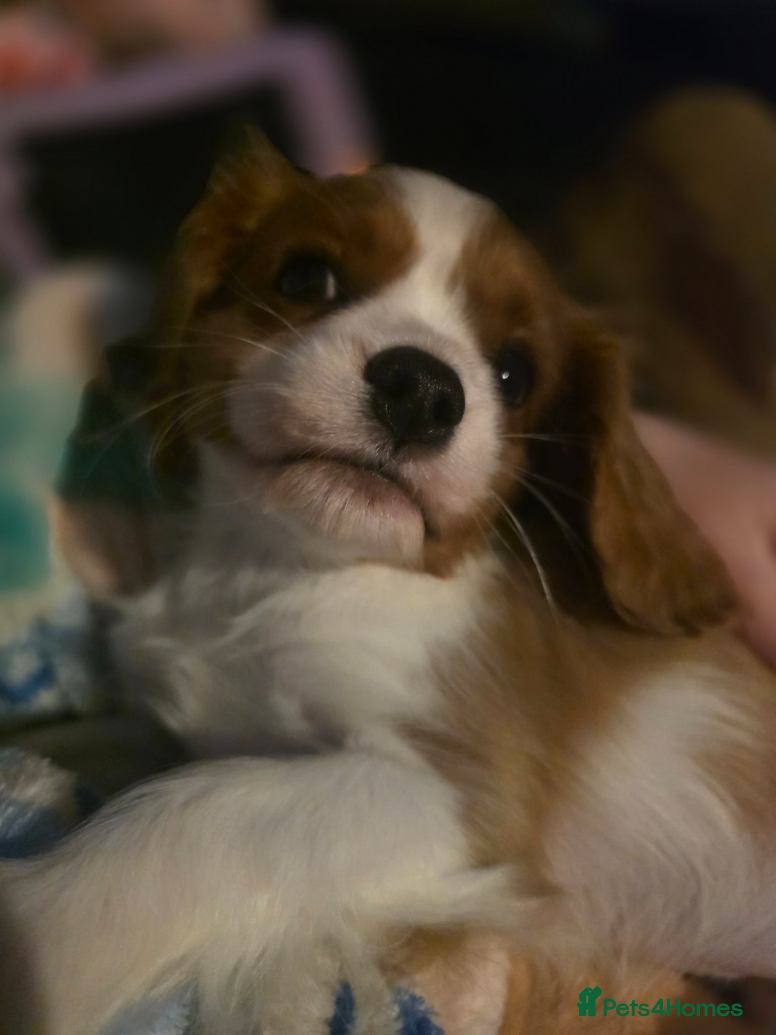 Cavalier King Charles Spaniel dogs Ready Now Gorgeous Cavalier King Charles Puppie. - Advert 8