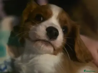 Cavalier King Charles Spaniel dogs Ready Now Gorgeous Cavalier King Charles Puppie. - Advert 8