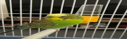 Budgerigars birds for sale: Two budgies for sale  in London - Advert 5