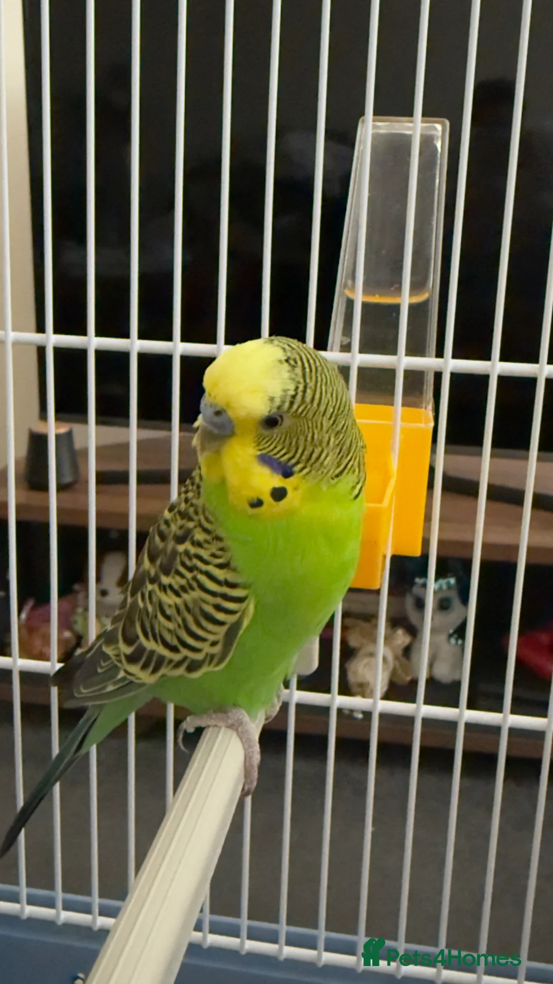 Budgerigars birds for sale: Two budgies for sale  in London - Advert 5