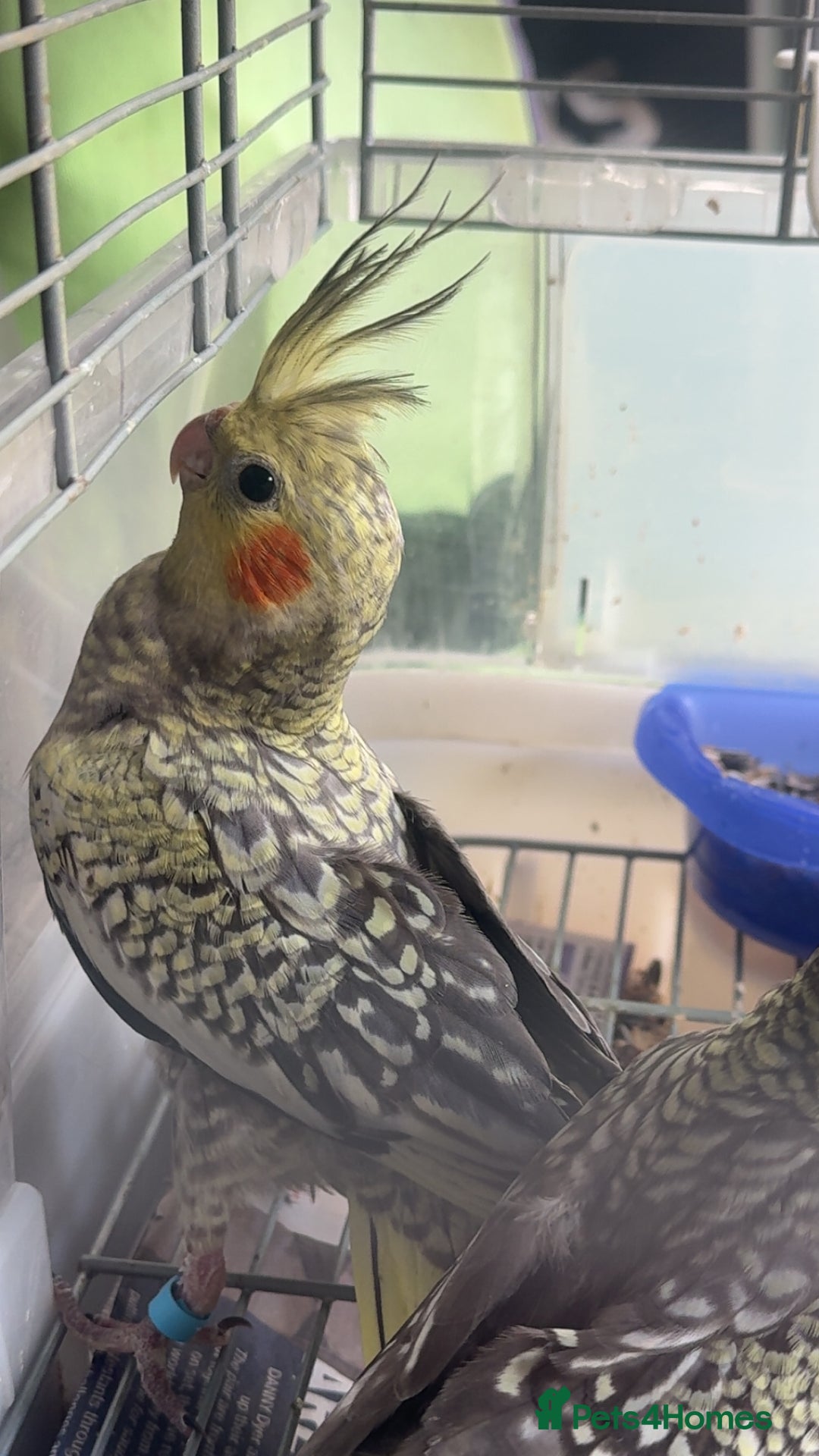 Cockatiels birds for sale: Baby cockatiel for sale mixed prices  - Image 20