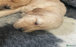 Goldendoodle dogs for sale: So cute standard golden doodles  - Image 14