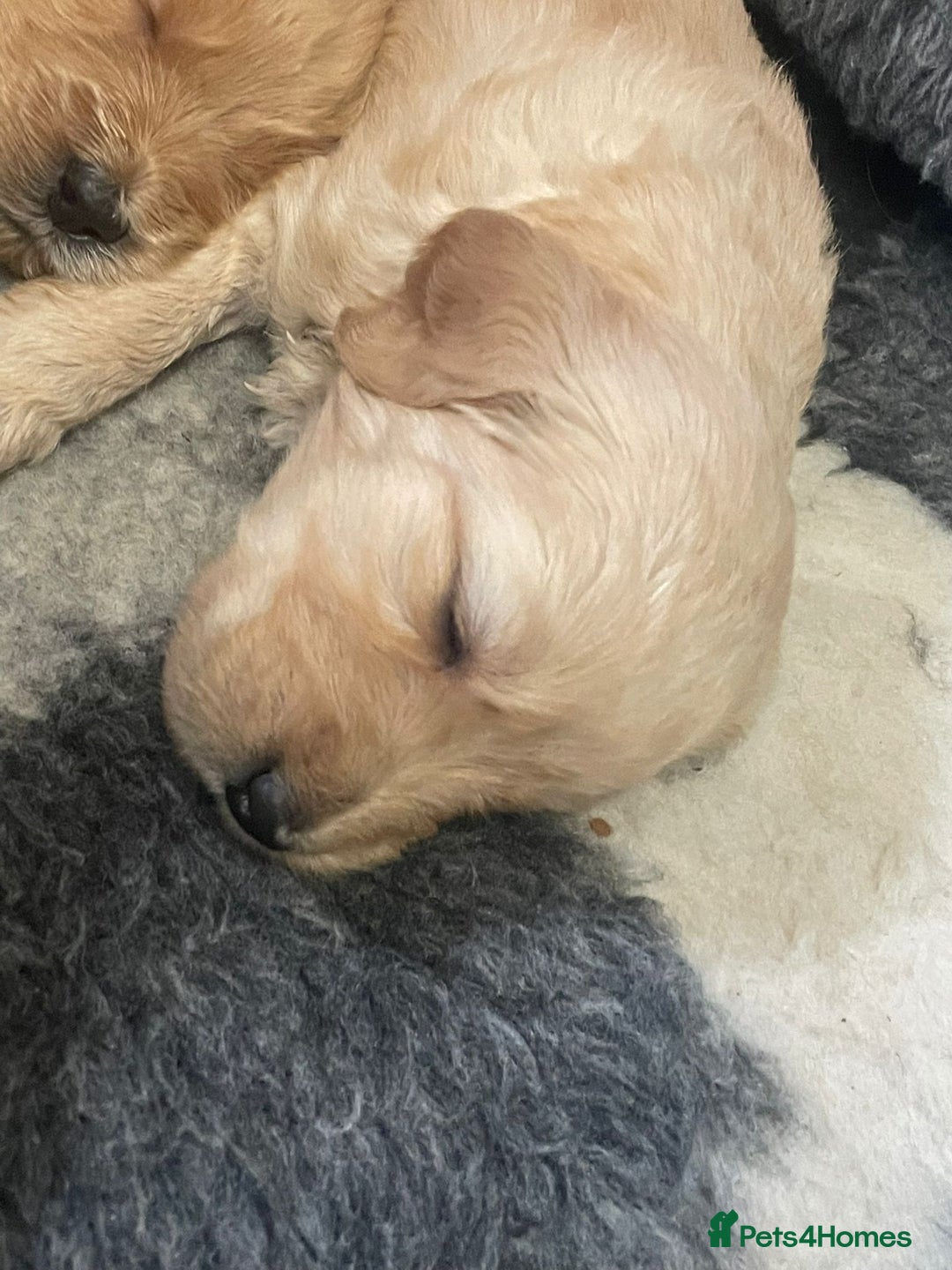 Goldendoodle dogs for sale: So cute standard golden doodles  - Image 14