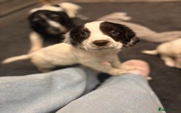 Sproodle dogs for sale: Beautiful Sproodle pups for sale  - Image 5