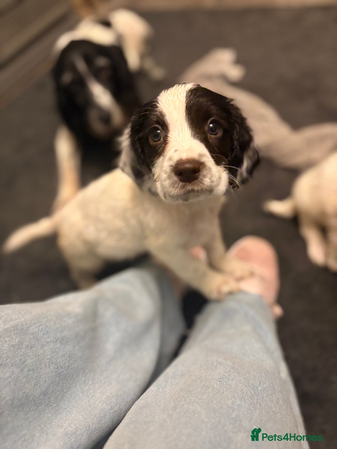 Sproodle dogs for sale: Beautiful Sproodle pups for sale  - Image 5