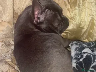 French Bulldog dogs French bulldog called yoda in Morecambe - Advert 1