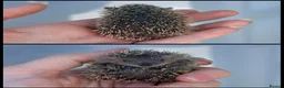 Pygmy Hedgehog rodents for sale: Lesser Tenrec Babies - Advert 2