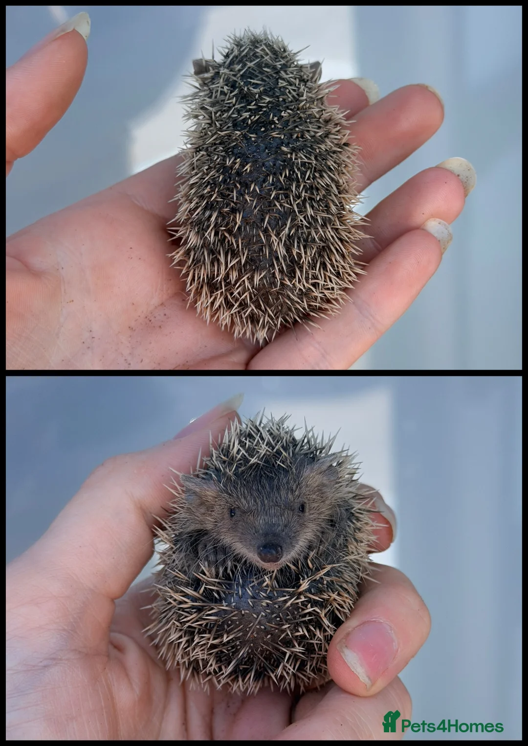 Pygmy Hedgehog rodents for sale: Lesser Tenrec Babies - Advert 2