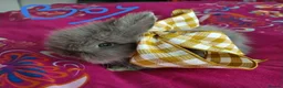 Lionhead rabbits for sale: Pure Breed Double Mained Lionhead - Advert 1