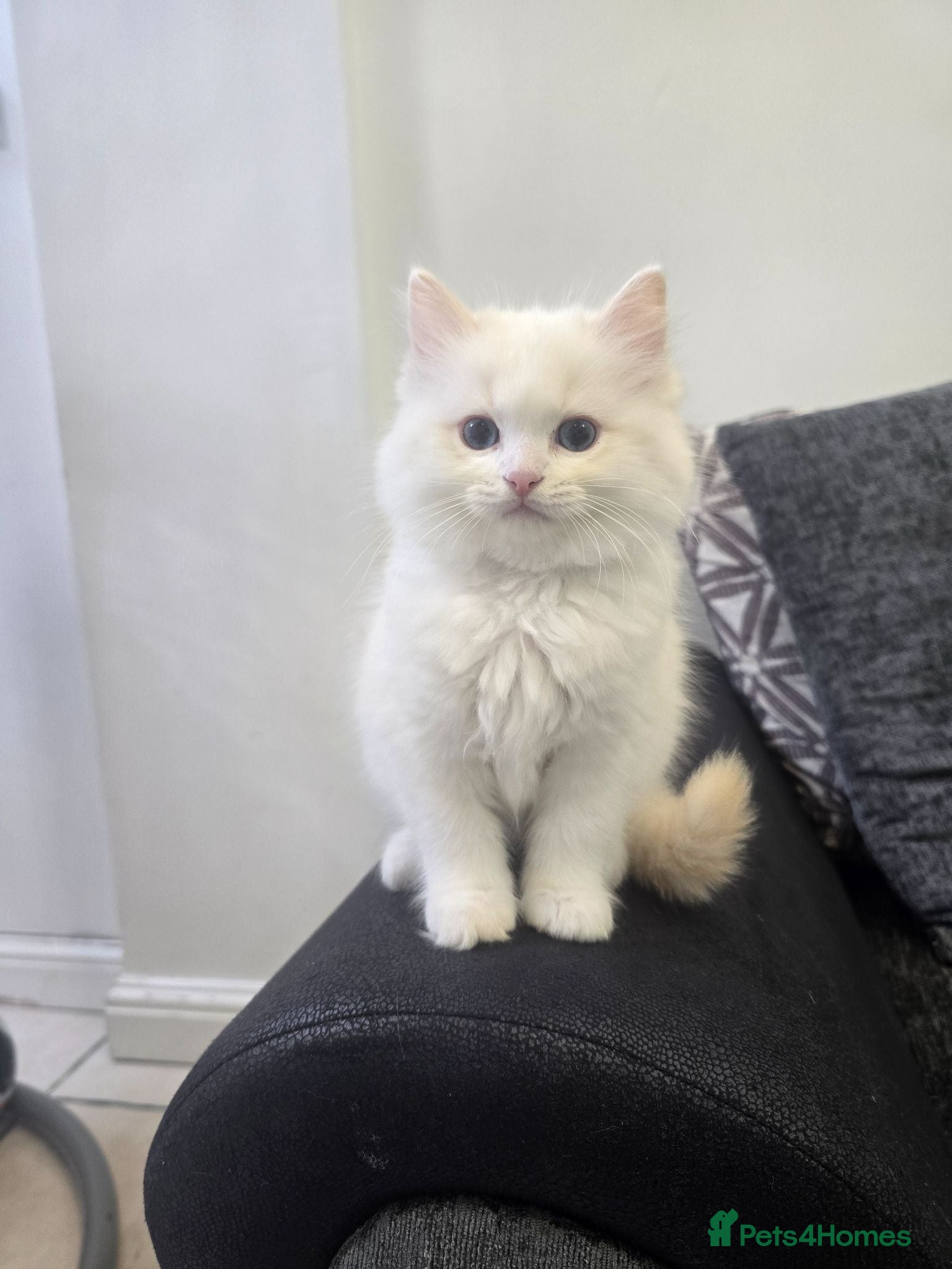 Ragdoll cats REDUCED IN PRICE! European bloodline kittens - Advert 15