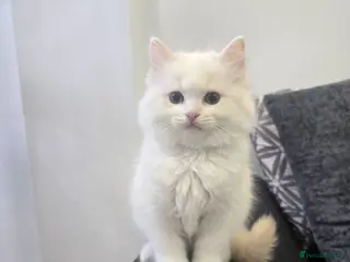 Ragdoll cats REDUCED IN PRICE! European bloodline kittens - Advert 3