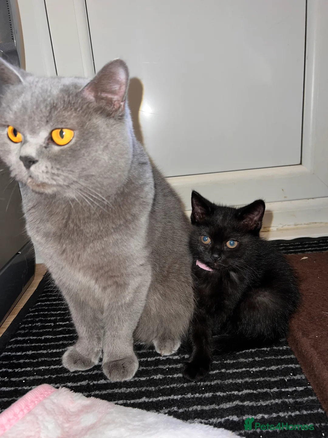 British Shorthair cats for sale: British Shorthair Kittens - Advert 15
