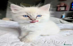 Ragdoll cats for sale: Stunning fluffy show quality ragdolls  - Image 7