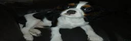 Cavalier King Charles Spaniel dogs for sale: Male Puppy for sale - Advert 11