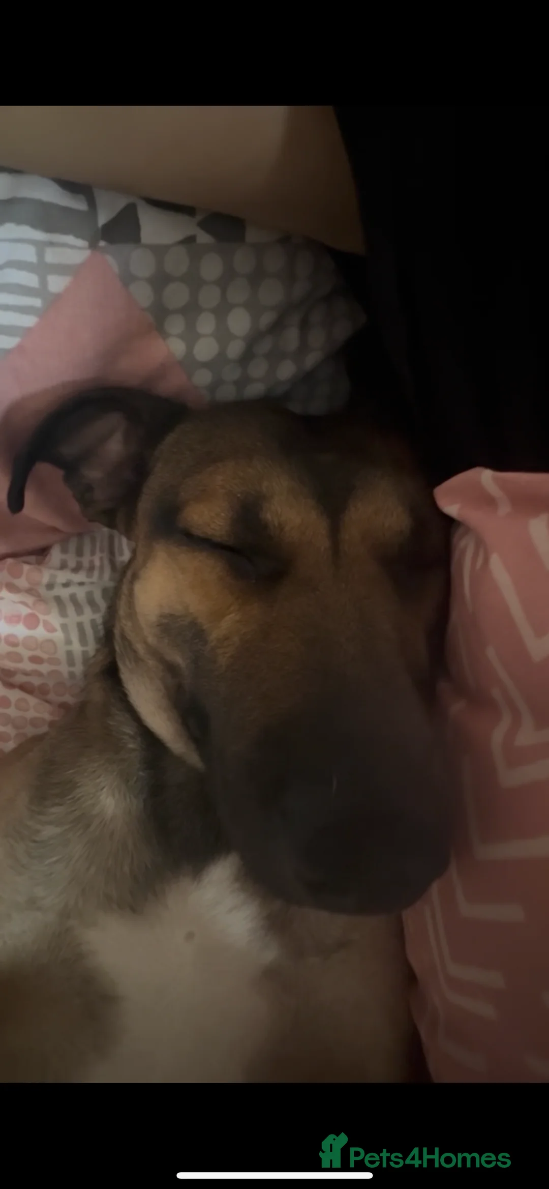 Mixed Breed dogs for sale: Having to sell my dog  in Northampton - Advert 1