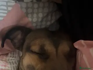 Mixed Breed dogs Having to sell my dog - Advert 7