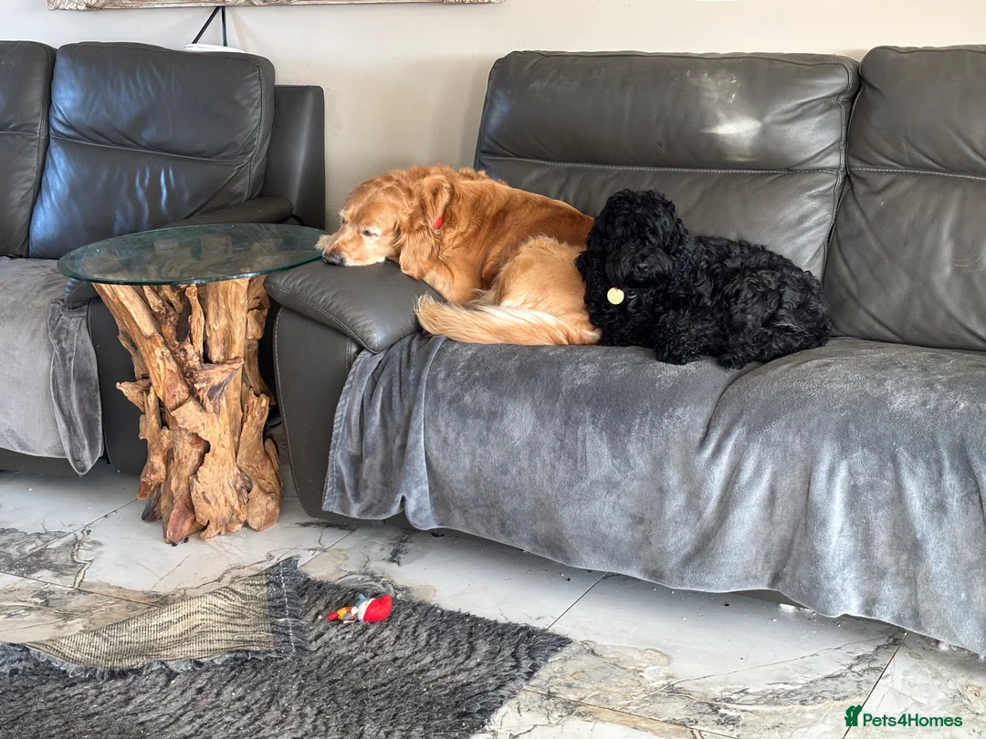 Golden Retriever dogs for sale: 2 girls going together  - Advert 10