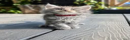 Maine Coon cats for sale: Stunning LARGE Maine Coon Kittens – GCCF - Advert 3