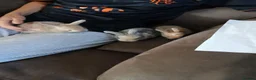 Mixed Breed rabbits for sale: mixed rabbits - Advert 6