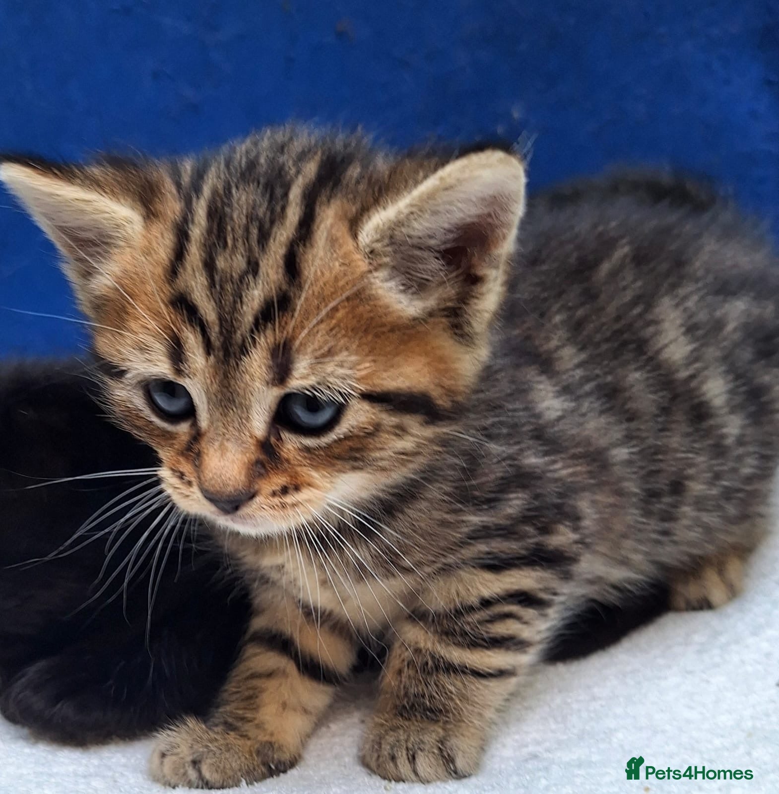 Mixed Breed cats Adorable kittens ready for their new home - Advert 8