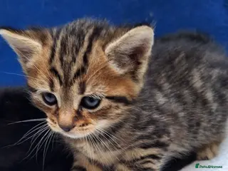Mixed Breed cats Adorable kittens ready for their new home - Advert 8