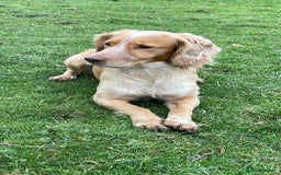 Cocker Spaniel dogs for stud: KC REGISTERED WORKING COCKER SPANIEL FOR STUD in Rhayader - Image 5