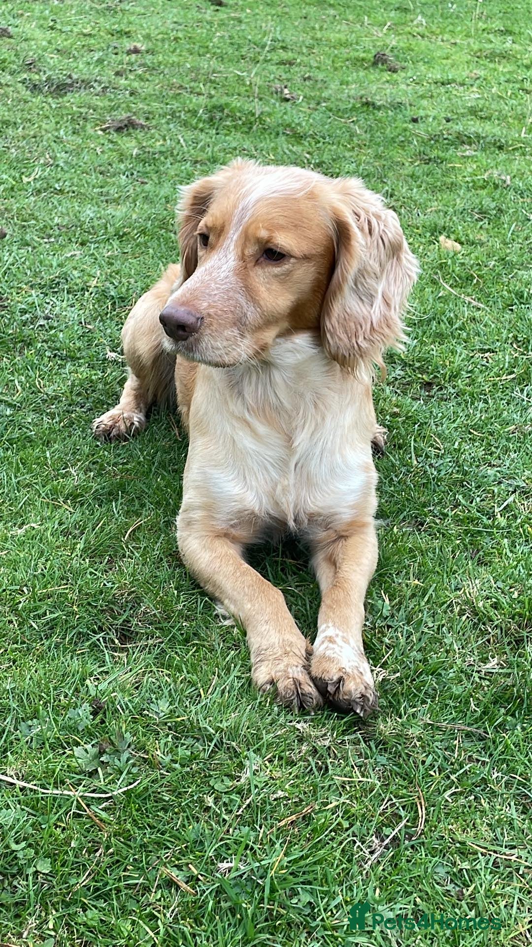 Cocker Spaniel dogs for stud: KC REGISTERED WORKING COCKER SPANIEL FOR STUD in Rhayader - Image 5
