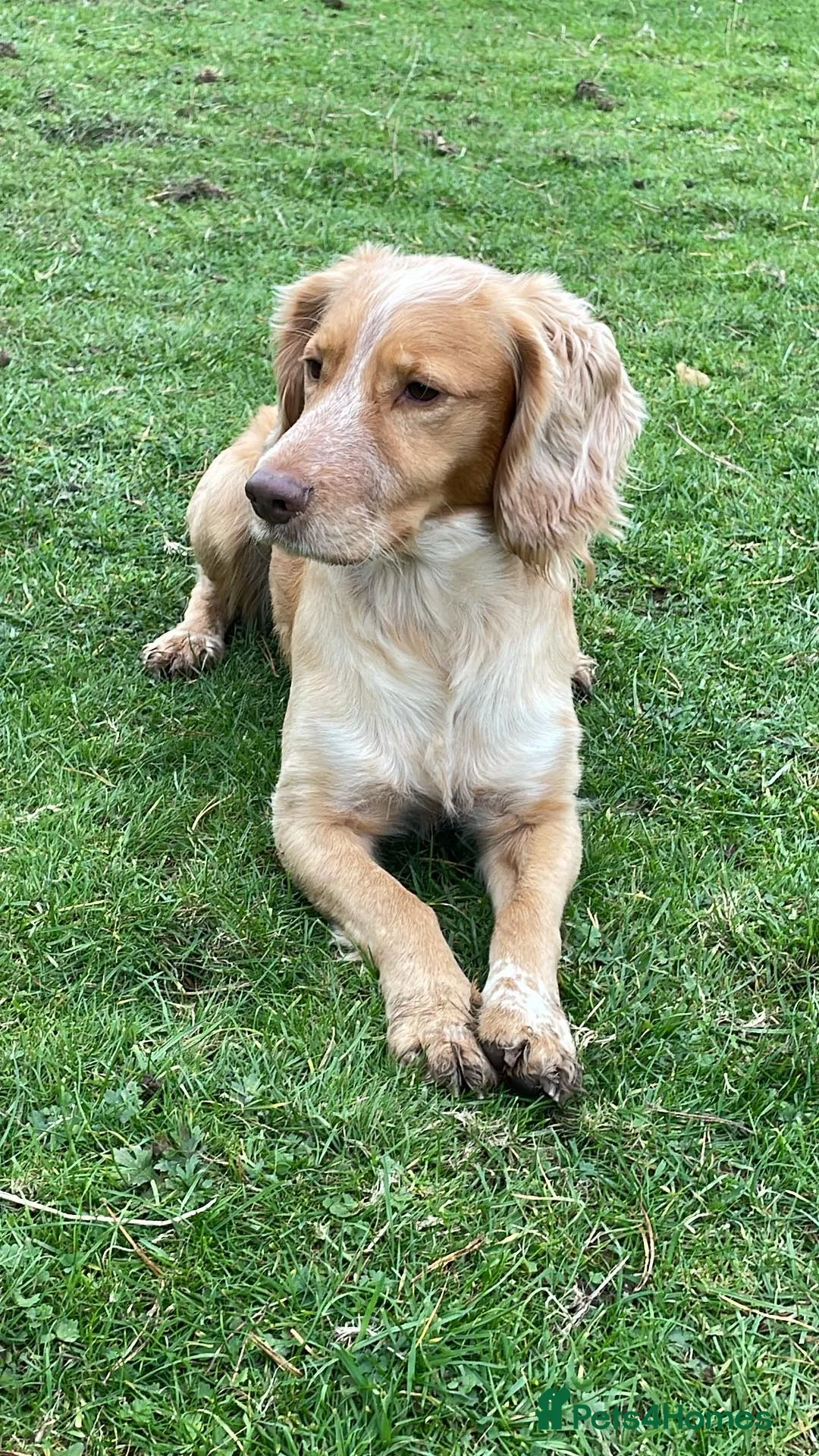 Cocker Spaniel dogs for stud: KC REGISTERED WORKING COCKER SPANIEL FOR STUD in Rhayader - Advert 5