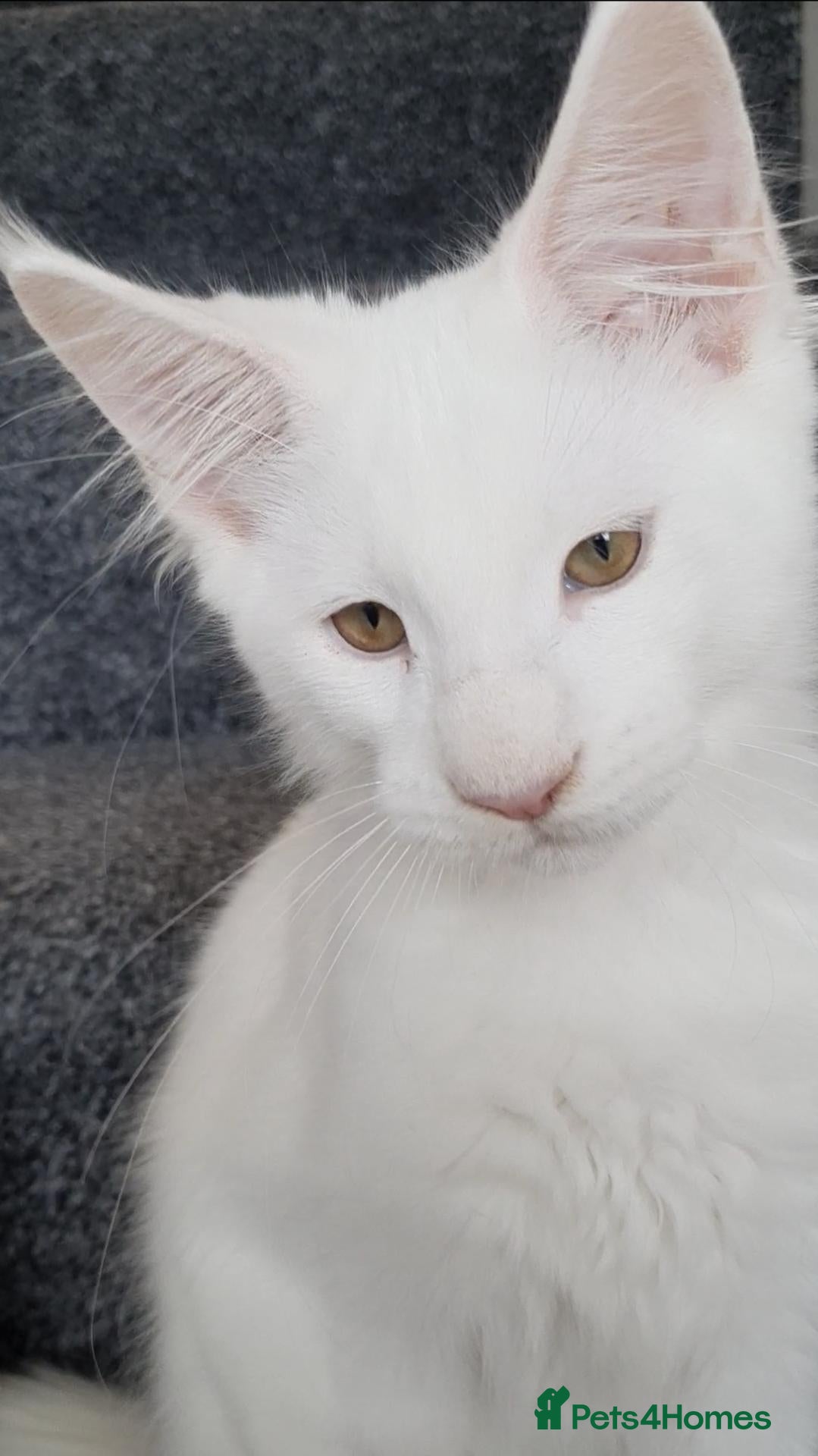 Maine Coon cats 🏅TICA🏅 reg pure maine coons - Advert 2