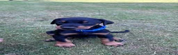Dobermann dogs for sale: KC registered Dobermann puppies  - Advert 20