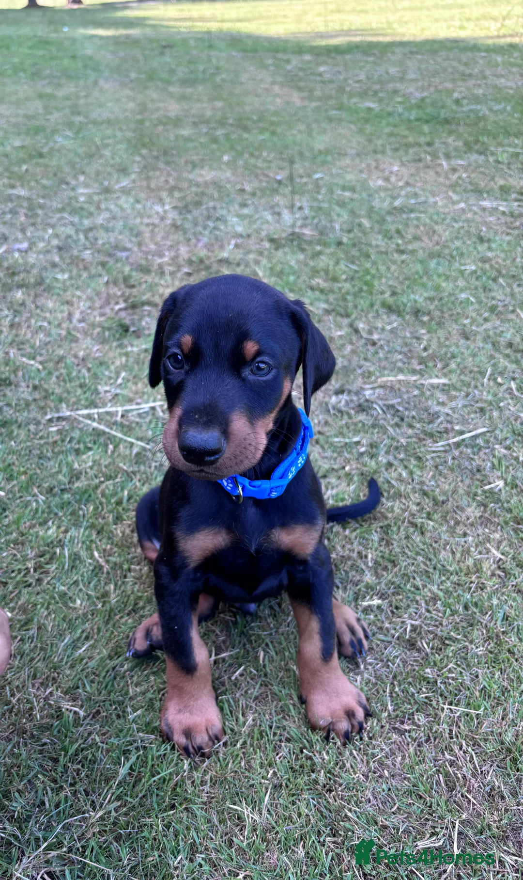 Dobermann dogs for sale: KC registered Dobermann puppies  - Advert 20