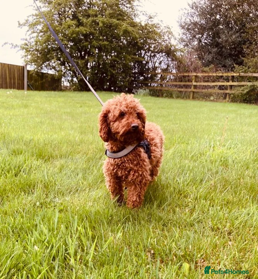 Cavapoo dogs for sale: Stunning F1 Cavapoo boys, KC parents - Advert 12