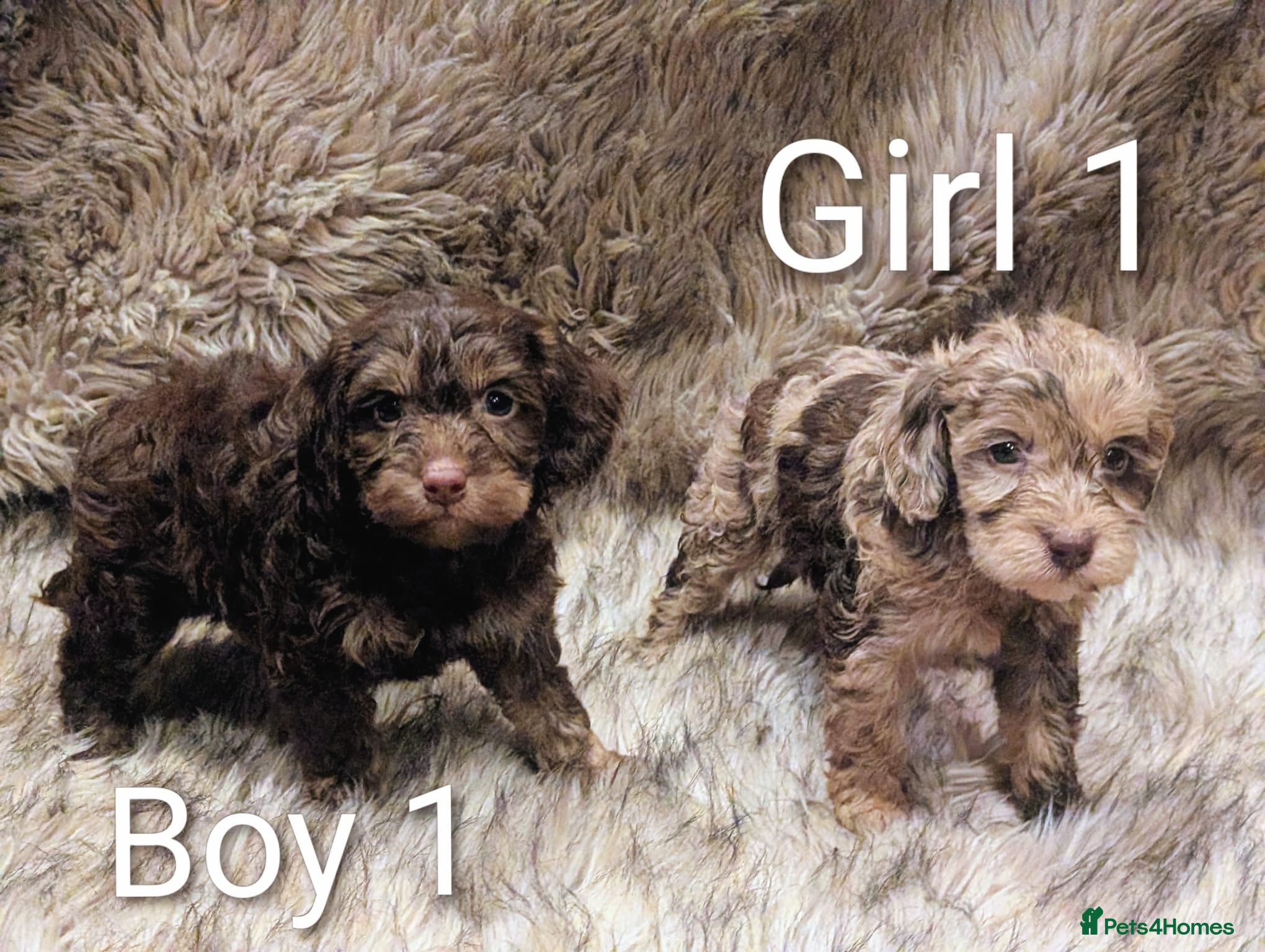 Cockapoo dogs Ready Soon Stunning Cockapoo Puppies - Advert 1