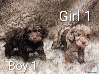 Cockapoo dogs Ready Soon Stunning Cockapoo Puppies - Advert 1