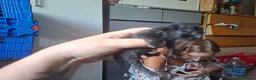 Mixed Breed cats for sale: Black kittens in Guildford - Advert 4