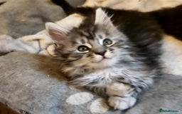 Maine Coon cats for sale: Fluffy Male & Female Maine Coon Kittens Ready 🐾 - Image 3