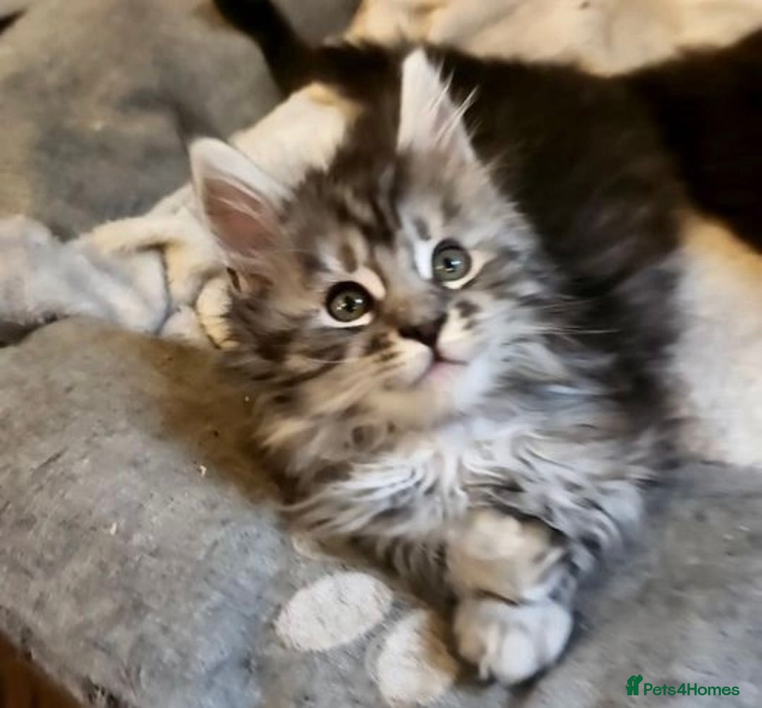Maine Coon cats for sale: Fluffy Male & Female Maine Coon Kittens Ready 🐾 - Image 3