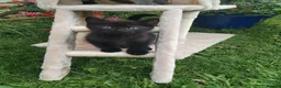Mixed Breed cats for sale: Black kittens  - Advert 10