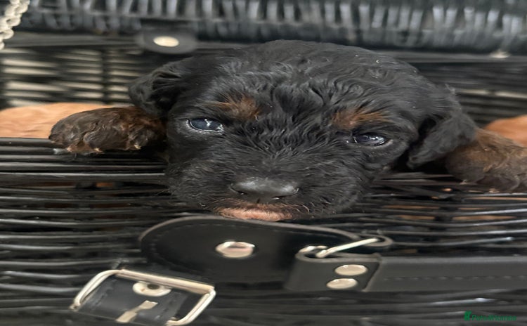 Jackapoo dogs - Advert 1