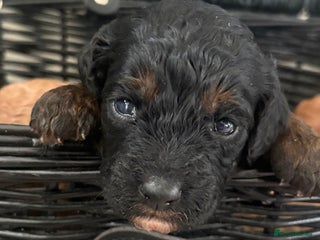 Jackapoo dogs - Advert 18