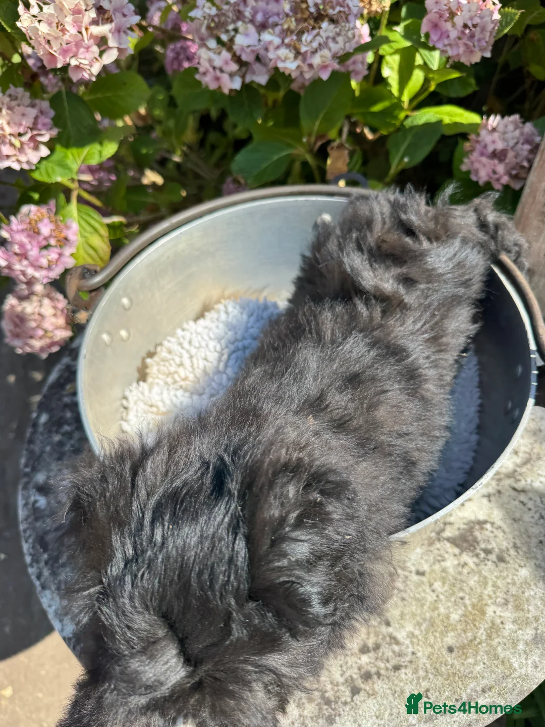 Lhasapoo dogs for sale: Lhasa apso cross toy poodle puppies for sale  - Advert 31