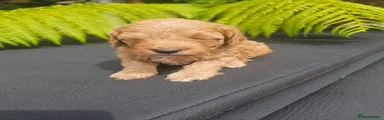 Cavapoo 3