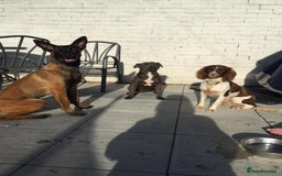 Belgian Shepherd Dog dogs for sale: Belgian Malinois x Dutch - Female 4 Yrs - Image 10
