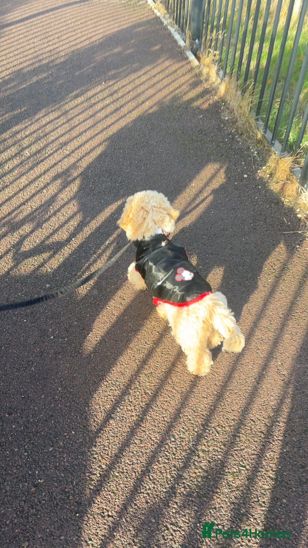 Toy Poodle dogs for sale: Last Toy Poodle Girl Waiting for her Forever Home - Image 5