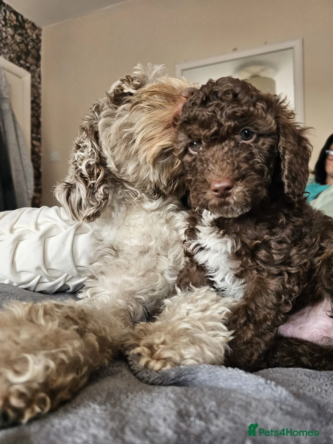 Cockapoo dogs for sale: Four beautiful cockapoo pups for sale  in Portsmouth - Advert 1