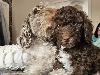 Cockapoo dogs Four beautiful cockapoo pups for sale - Advert 14