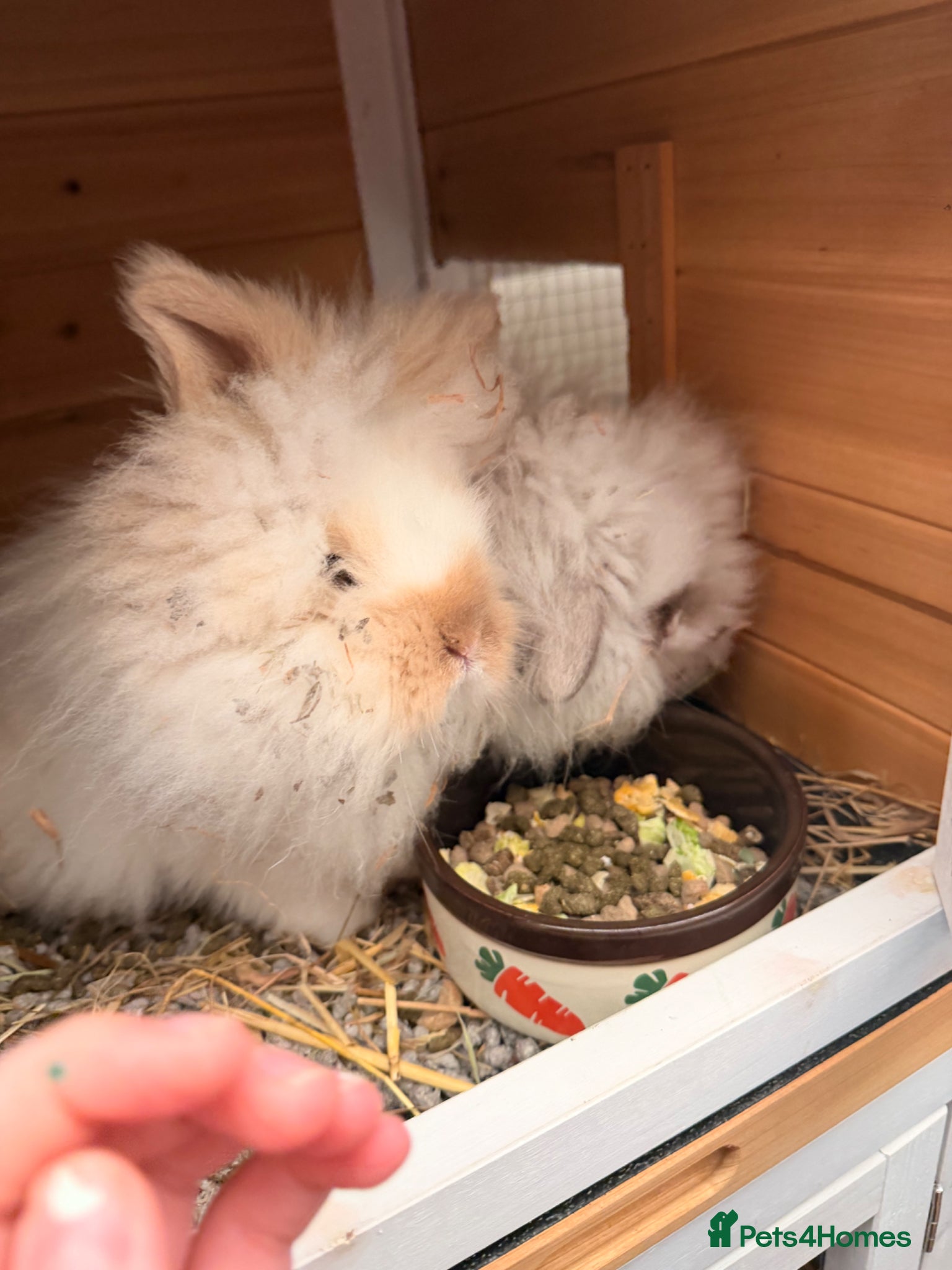 Mini Lion Lop rabbits 2x Double Maned Male Lion Lop Rabbits - Advert 3